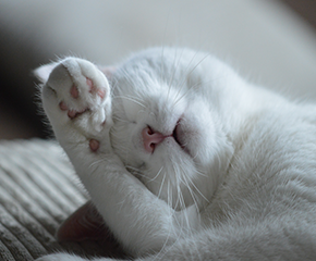 寵物(wù)APP開(kāi)發解決方案